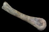 Huge, Kritosaurus Tibia With Stand - Aguja Formation, Texas #42335-5